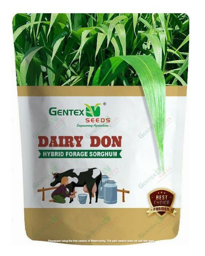 GENTEX DAIRY DON SEEDS