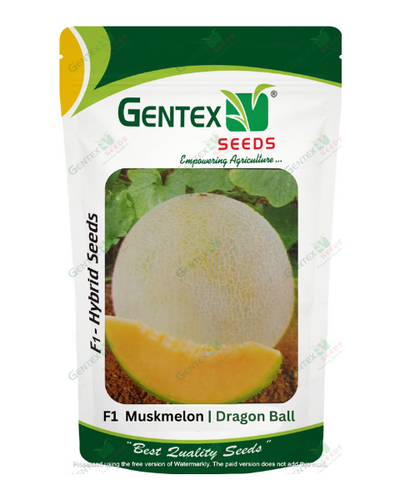 GENTEX MUSKMELON DRAGON BALL SEEDS
