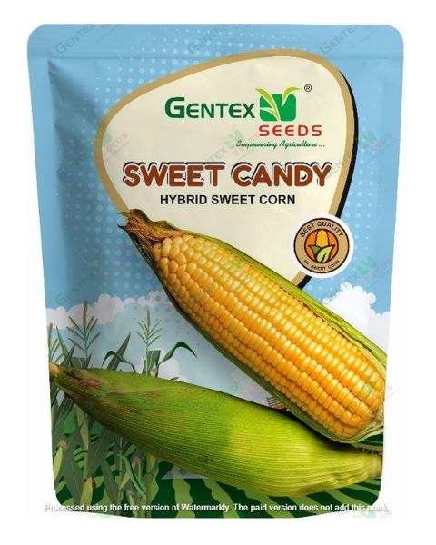 GENTEX SWEET CORN SWEET CANDY SEEDS