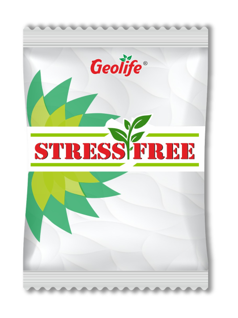 GEOLIFE STRESS FREE