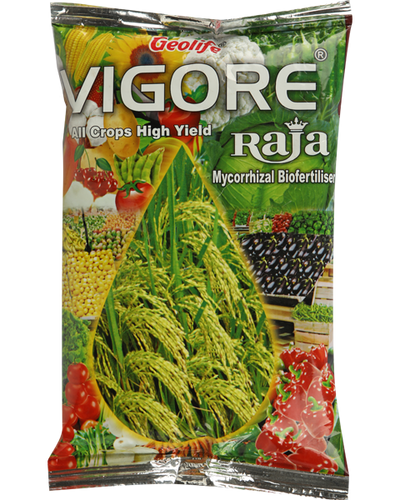 GEOLIFE VIGORE RAJA -Buy 1 Get 1 Free