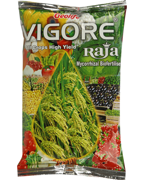 GEOLIFE VIGORE RAJA -Buy 1 Get 1 Free