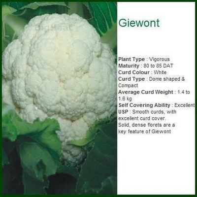 GIEWONT CAULIFLOWER