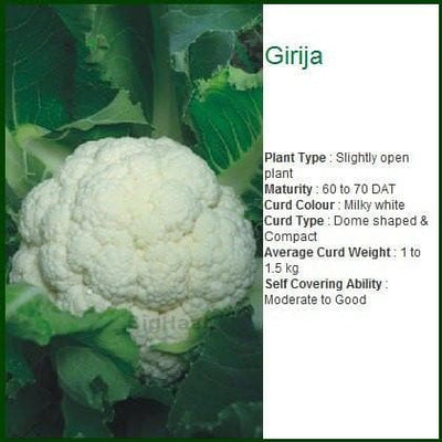 GIRIJA CAULIFLOWER SEEDS