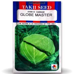 GLOBE MASTER CABBAGE F1