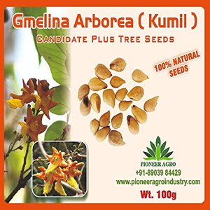 PIONEER AGRO GMELINA ARBOREA (KUMIL) TREE SEEDS