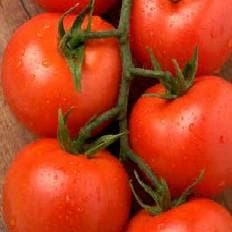 GOLU TOMATO SEEDS ( गोलू टमाटर )