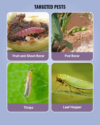 Gracia Insecticide
