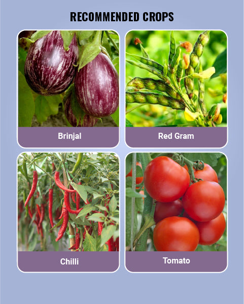 Gracia Insecticide