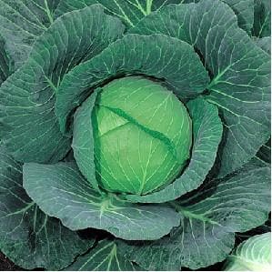 GREEN CORONET CABBAGE F1