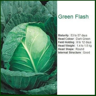 GREEN FLASH CABBAGE