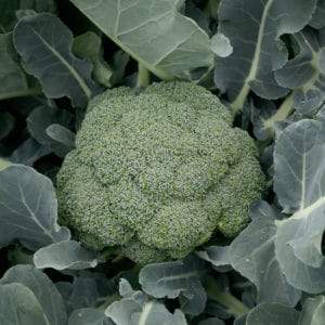 SAKATA GREEN MAGIC HYBRID BROCCOLI SEEDS, UNIFORM BROCCOLI CURD