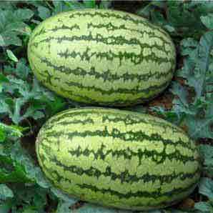 GULFAM WATERMELON