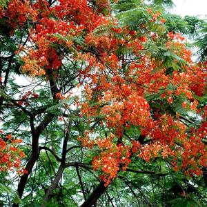 PIONEER AGRO GULMOHAR(MAY FLOWER) SEED