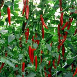 HABIB RZ F1 CHILLI SEEDS