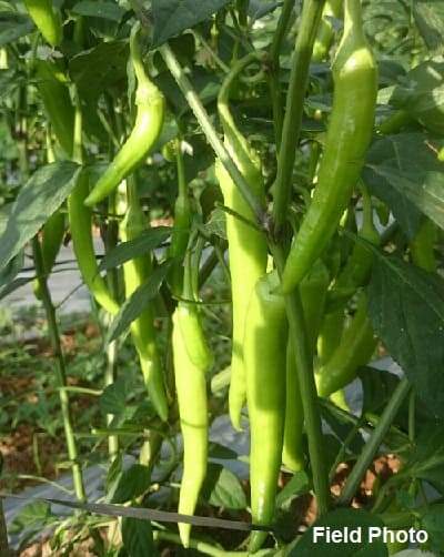 HAKONE F1 CHILLI SEEDS