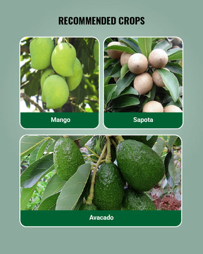 Hectare Mango Picker Harvester Without Pole