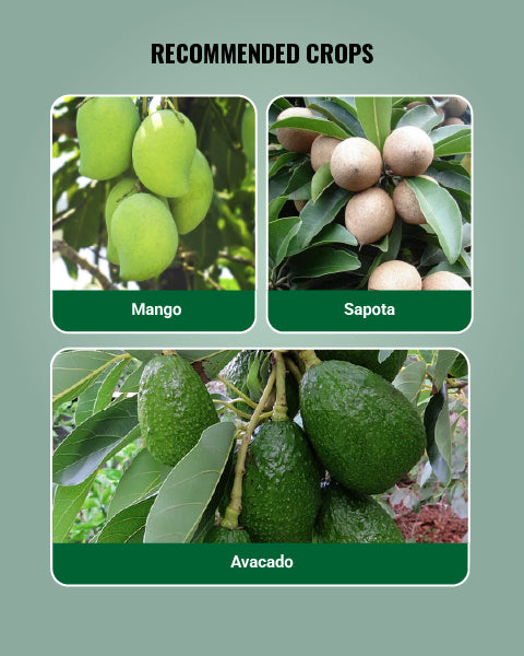 Hectare Mango Picker Harvester Without Pole