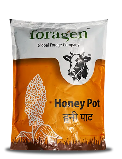 HONEY POT (BMR SWEET SORGHUM) FORAGE