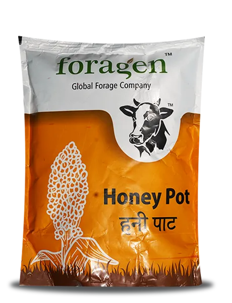 HONEY POT (BMR SWEET SORGHUM) FORAGE