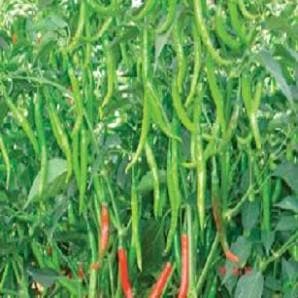 HPH-22 CHILLI