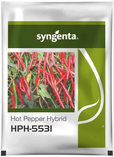 HPH 5531 CHILLI SEEDS