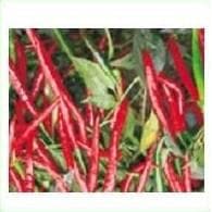 HPH 5531 CHILLI SEEDS