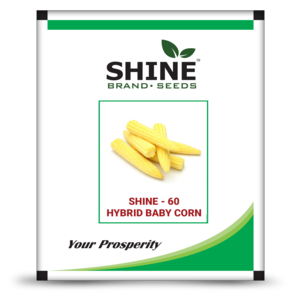 SHINE 60 BABY CORN HYBRID SEEDS