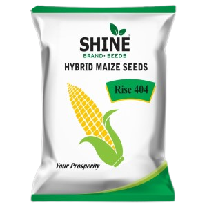 SHINE HYBRID MAIZE SEEDS RISE-404 SEEDS