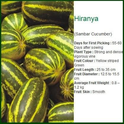 HIRANYA - SAMBAR CUCUMBER