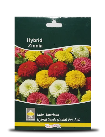 ZINNIA