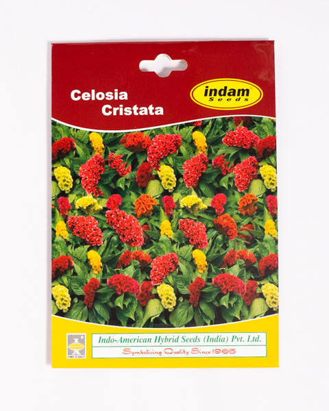 IAHS CELOSIA CRISTATA