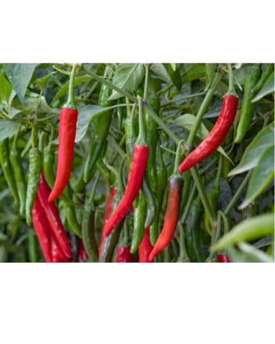 Indam 5 Chilli Seeds