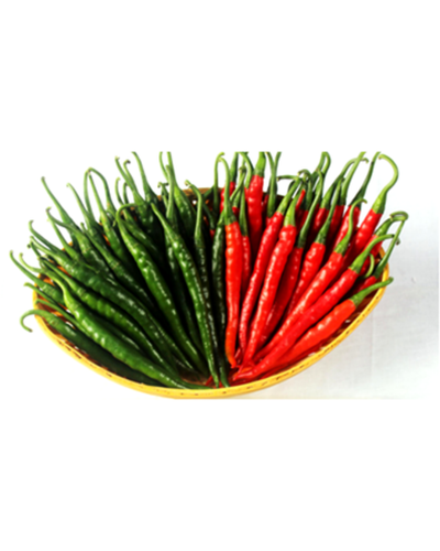 Indam 54 Chilli Seeds