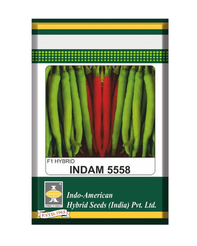 Indam 5558 Chilli Seeds