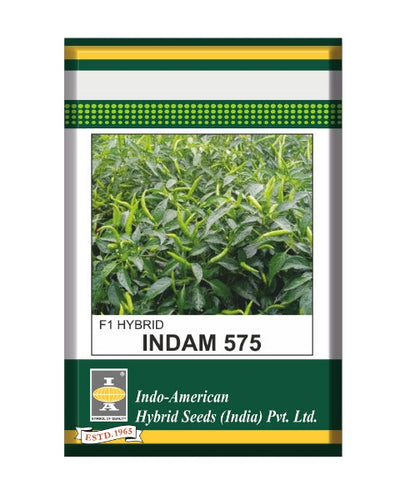 Indam 575 Chilli Seeds