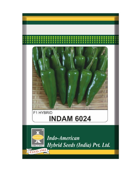 Indam 6024 Chilli Seeds