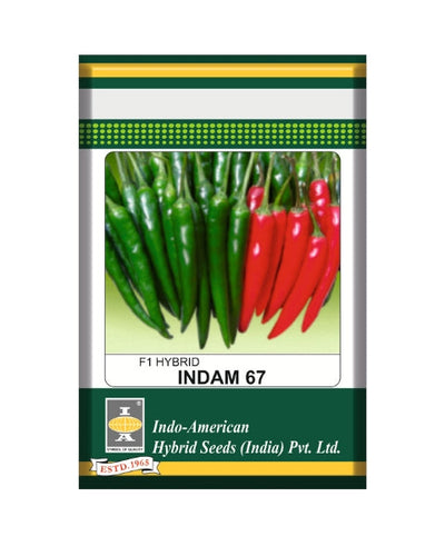 Indam 67 Chilli Seeds