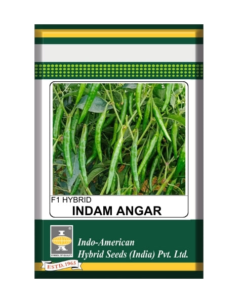 Indam Angar Chilli Seeds