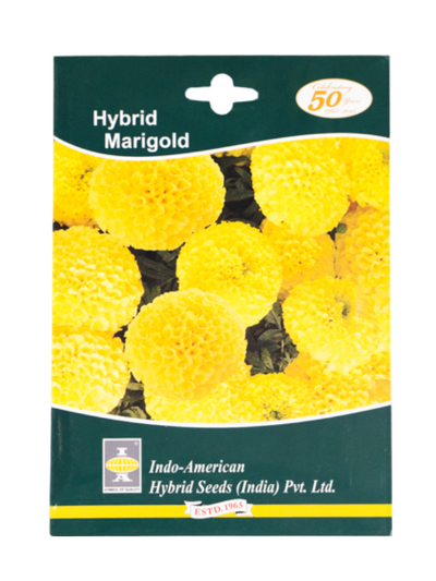 IAHS MARIGOLD MARVEL YELLOW