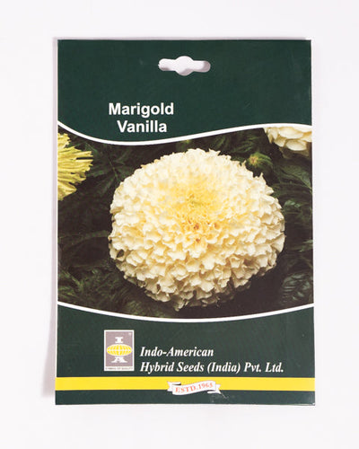 IAHS MARIGOLD VANILLA