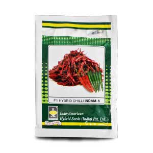 INDAM 5 CHILLI