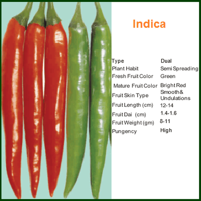 INDICA CHILLI