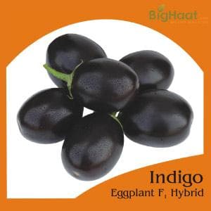 INDIGO BRINJAL SEEDS