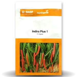 INDIRA PLUS 1 CHILLI