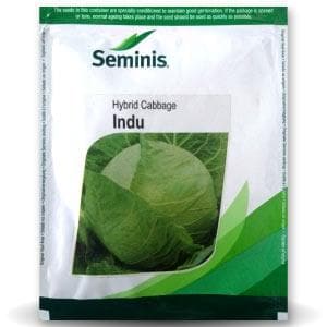 INDU CABBAGE