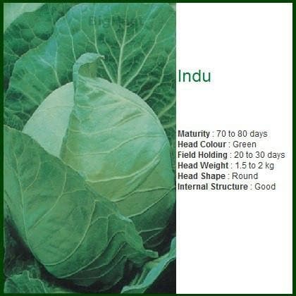 INDU CABBAGE