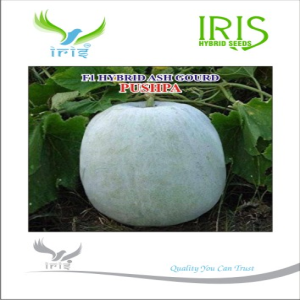 IRIS HYBRID VEGETABLE SEEDS F1 HYBRID ASH GOURD PUSHPA