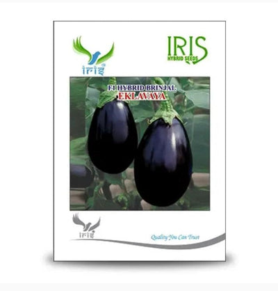 IRIS HYBRID VEGETABLE SEEDS F1 HYBRID BRINJAL EKLAVAYA