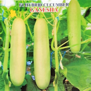 IRIS HYBRID VEGETABLE SEEDS F1 HYBRID CUCUMBER GANESHA